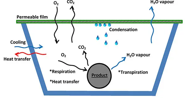 Modified Atmosphere Packaging scheme