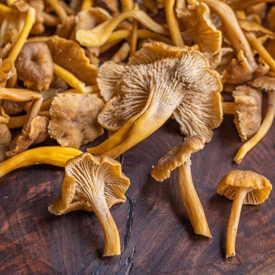 Yellowfoot chanterelle