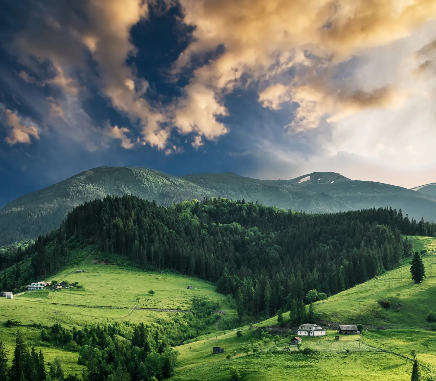 Rhodope mountain mushrooms