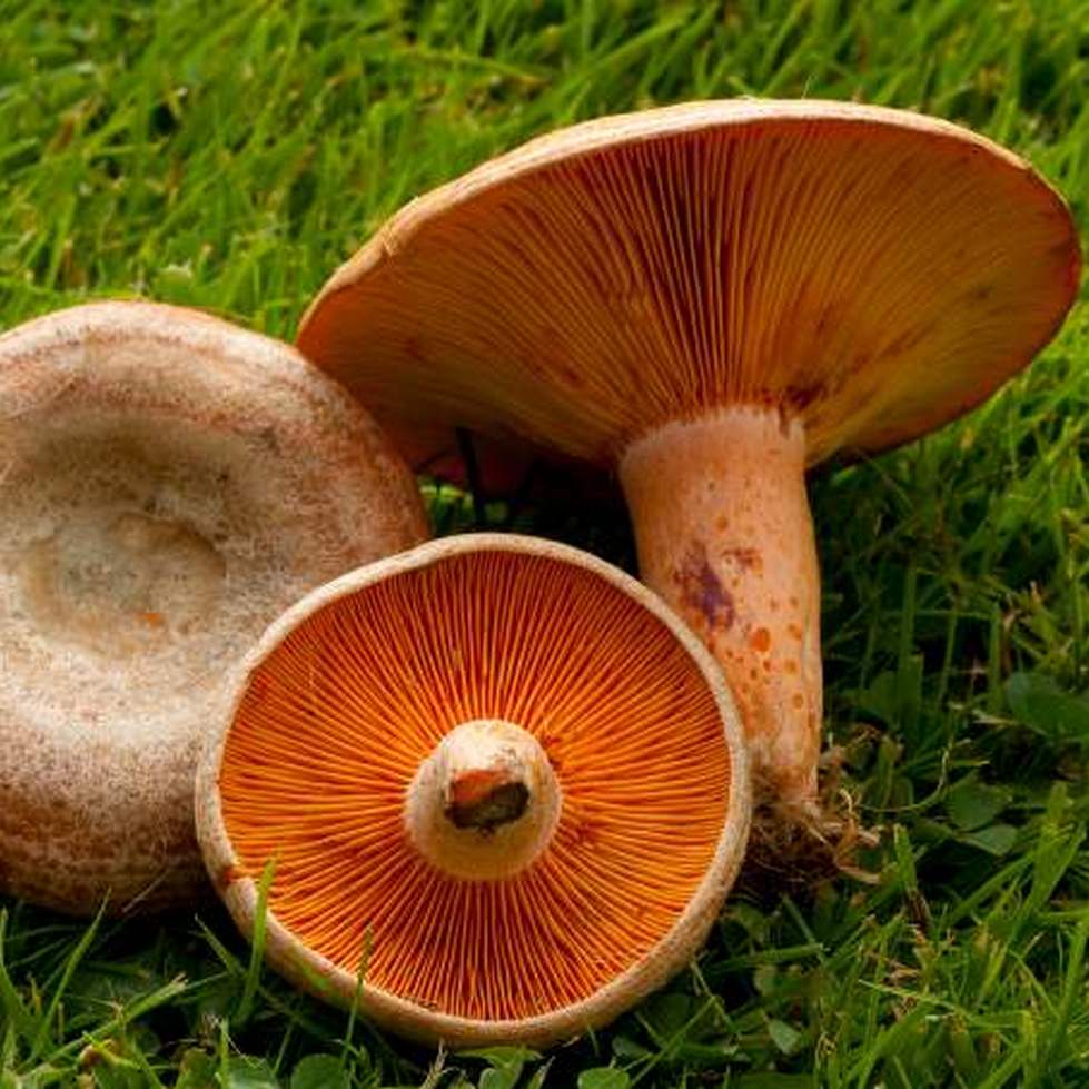 Lactarius deliciosus