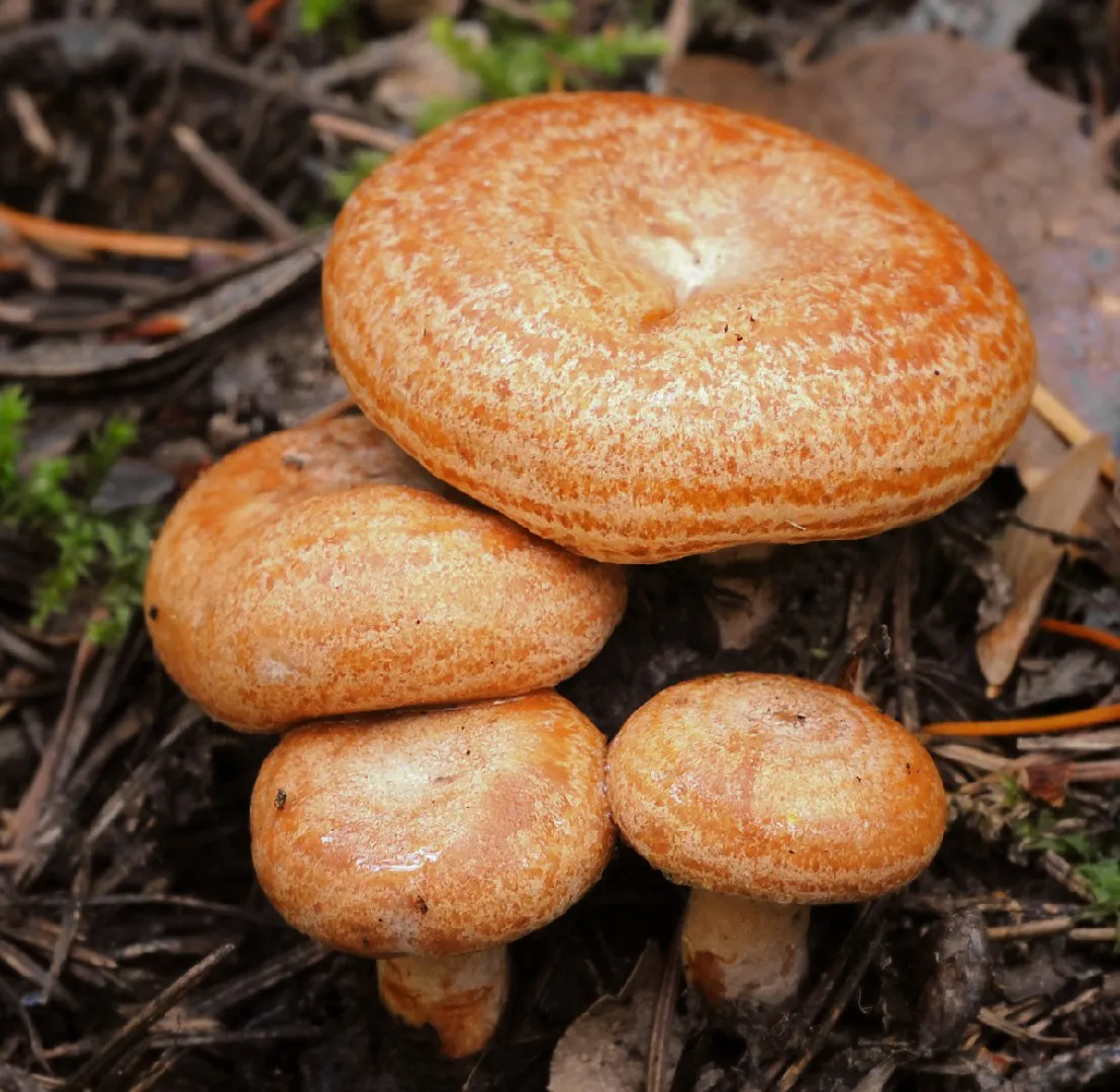 Lactarius deliciosus