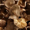 Dried Marasmius Oreades