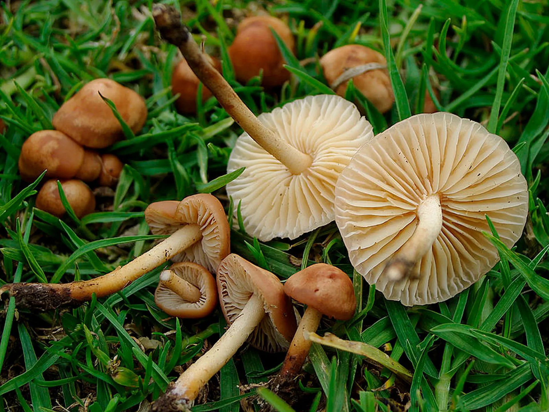 Marasmius Oreades