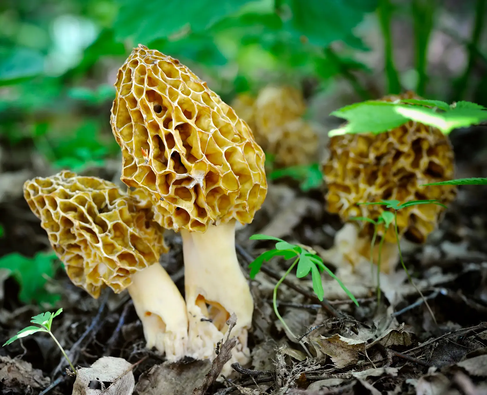 Morel mushroom