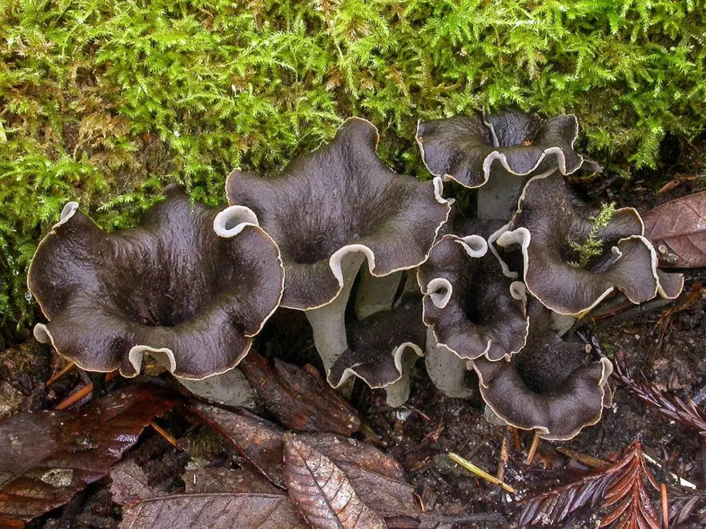 Black trumpet mushroom