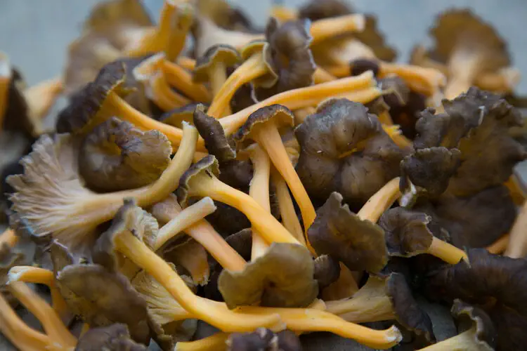 Yellowfoot chanterelle