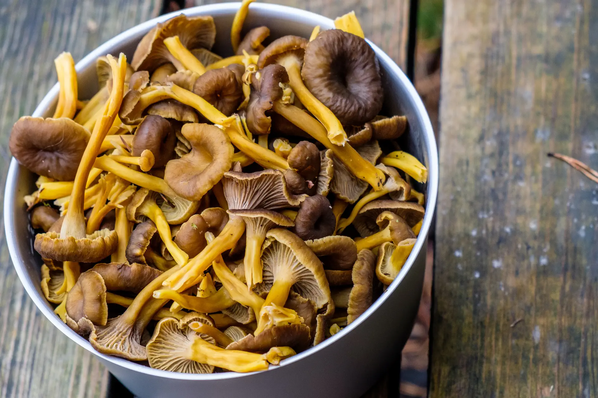 Yellowfoot chanterelle