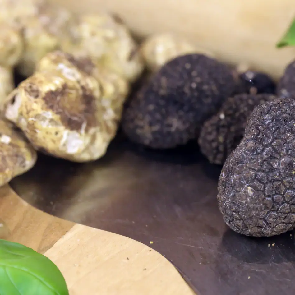 Truffles / Tuber Magnum / Tuber Borchii / Tuber Melanosporum / Tuber Aestivum / Tuber Uncinatum / Tuber Brumale / Tuber Macrosporum / Трюфел